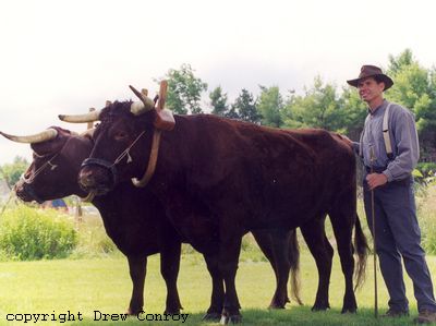 Milking Devon Oxen