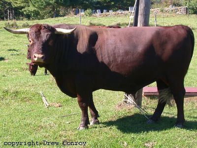 Milking Devon Bull