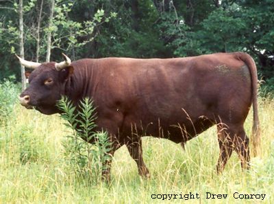 Milking Devon Bull